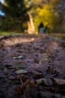 Herbstimpressionen 2020 im Kurpark Bad Holzhausen /  Preußisch Oldendorf