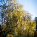Herbstimpressionen 2020 im Kurpark Bad Holzhausen /  Preußisch Oldendorf