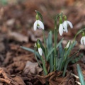 Schneeglöckchen